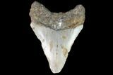 Bargain, Fossil Megalodon Tooth - North Carolina #91633-1